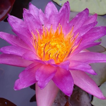 40610494233847647305894482157297846452224n