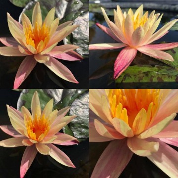 406570032866266919364124292638246904528896n