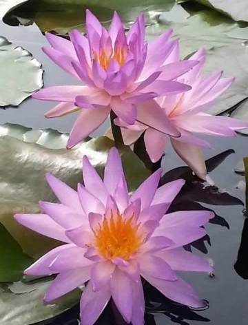 4068452916092238925157977314307984870342656n