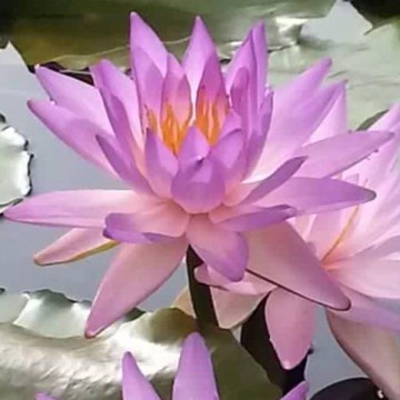 407463932439253529771956634892700363522048n