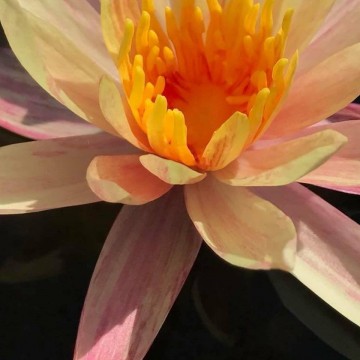 408773482651410041166436887415452855697408n