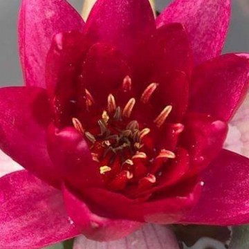 470246315003377104533011831526491993669632n