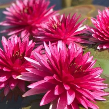 470267761953399698041186440910094088011776n