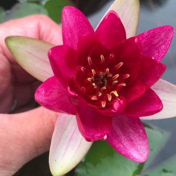 4724333522798671222955921735005644706021376n 1