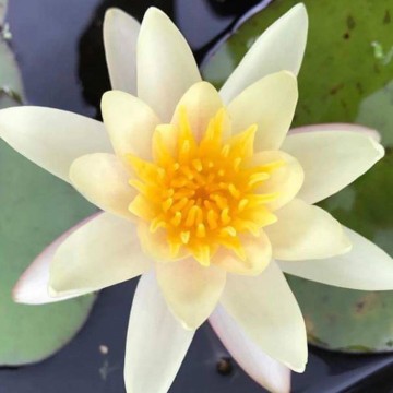 Nymphaea  sioux nelumbogarden waterlilies 3