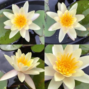 Nymphaea  sioux nelumbogarden waterlilies 4