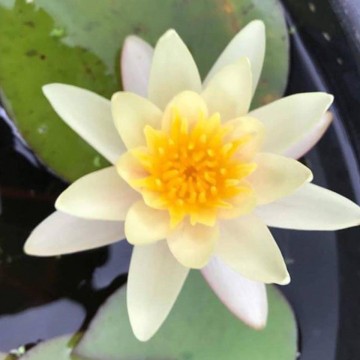 Nymphaea  sioux nelumbogarden waterlilies 5