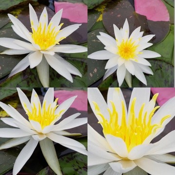 Nymphaea alma nelumbogarden waterlilies  11