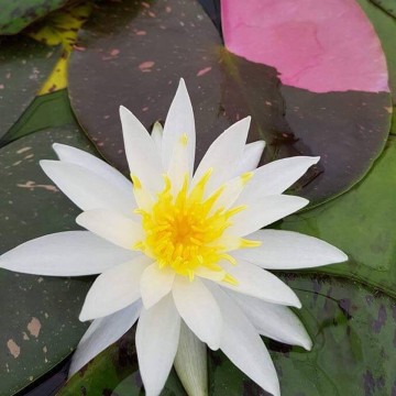 Nymphaea alma nelumbogarden waterlilies  3