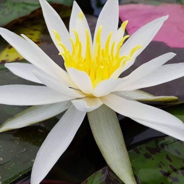 Nymphaea alma nelumbogarden waterlilies  5