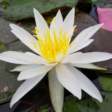 Nymphaea alma nelumbogarden waterlilies  6