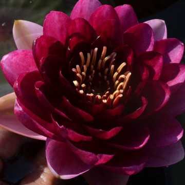 Nymphaea almost black nelumbogarden waterlilies 1