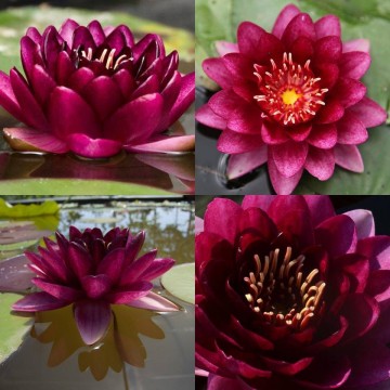 Nymphaea almost black nelumbogarden waterlilies 11