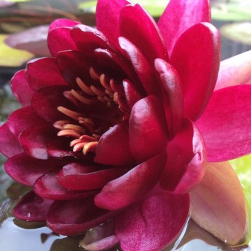 Nymphaea almost black nelumbogarden waterlilies 2