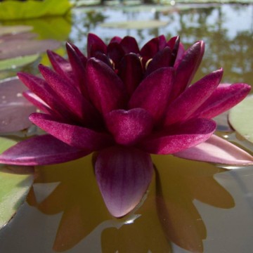 Nymphaea almost black nelumbogarden waterlilies 4