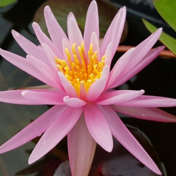Nymphaea american star nelumbogarden waterlilies 1