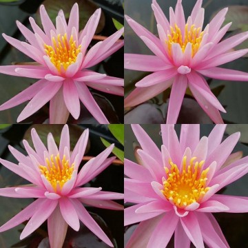 Nymphaea american star nelumbogarden waterlilies 2