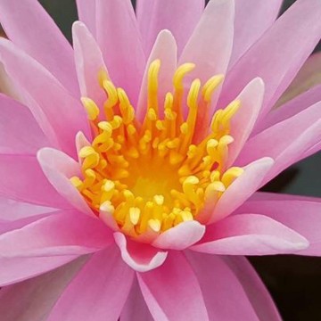 Nymphaea american star nelumbogarden waterlilies 3
