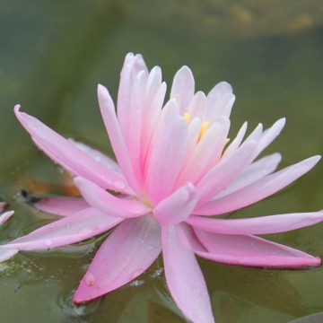 Nymphaea american star nelumbogarden waterlilies 5