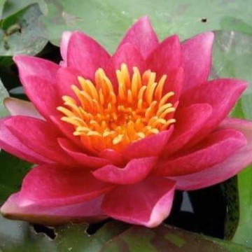 Nymphaea andreana nelumbogarden waterlilies 1