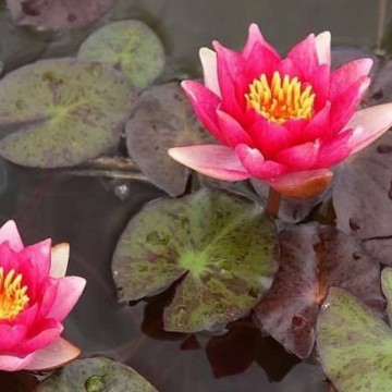 Nymphaea andreana nelumbogarden waterlilies 3