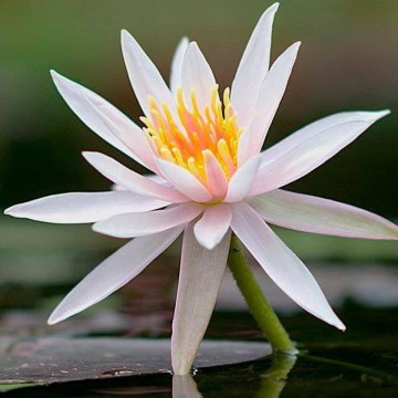 Nymphaea arc en ciel nelumbogarden waterlilies 1