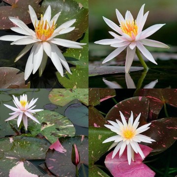 Nymphaea arc en ciel nelumbogarden waterlilies 2