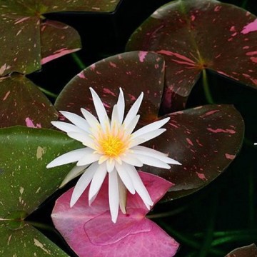 Nymphaea arc en ciel nelumbogarden waterlilies 3