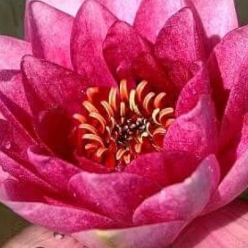 Nymphaea arethusa nelumbogarden waterlilies 3