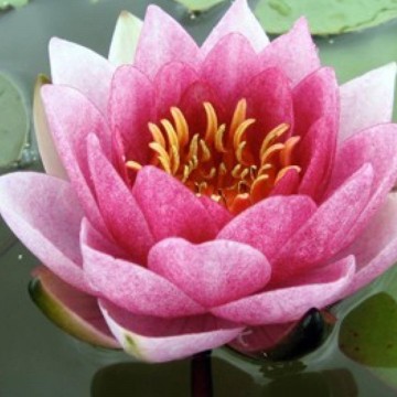 Nymphaea arethusa nelumbogarden waterlilies 4
