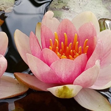 Nymphaea aurora nelumbogarden waterlilies 4