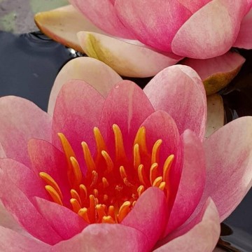 Nymphaea aurora nelumbogarden waterlilies 5