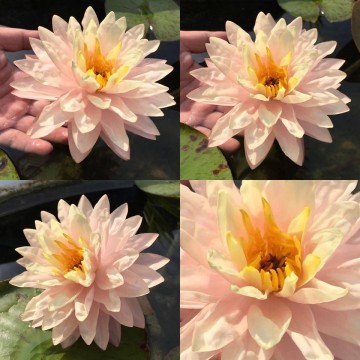 Nymphaea awesome nelumbogarden waterlilies 2