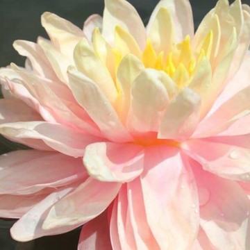 Nymphaea awesome nelumbogarden waterlilies 3