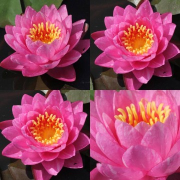 Nymphaea bangkok candy nelumbogarden waterlilies matthijs hazeleger water lilies 2.jpg