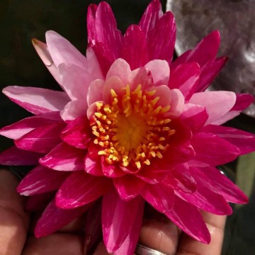 Nymphaea bangkok miracle nelumbo garden waterlelies matthijs hazeleger waterlelies 2