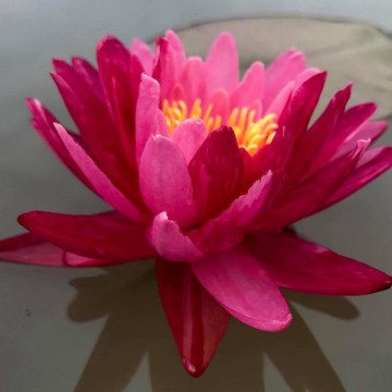 Nymphaea bangkok miracle nelumbo garden waterlelies matthijs hazeleger waterlelies 3