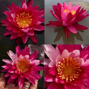 Nymphaea bangkok miracle nelumbo garden waterlelies matthijs hazeleger waterlelies 4