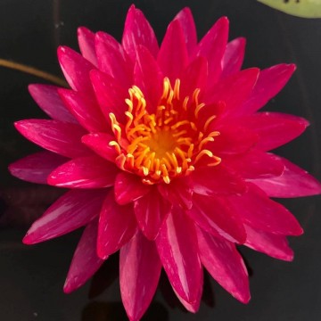 Nymphaea bangkok miracle nelumbo garden waterlelies matthijs hazeleger waterlelies 5