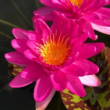 Nymphaea "Bangkok Pink Panther" Nelumbogarden Waterlelies Matthijs Hazeleger Waterlelies