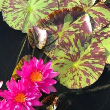 Nymphaea bangkok pink panter nelumbogarden waterlelies matthijs hazeleger waterlelies 2