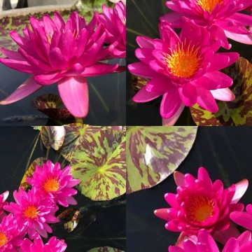 Nymphaea bangkok pink panter nelumbogarden waterlelies matthijs hazeleger waterlelies 4