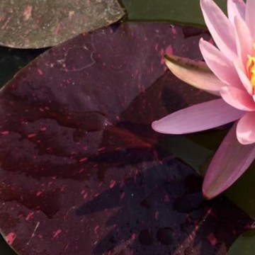 Nymphaea bangkok rainbow nelumbogarden waterlilies matthijs hazeleger water lilies 2.jpg