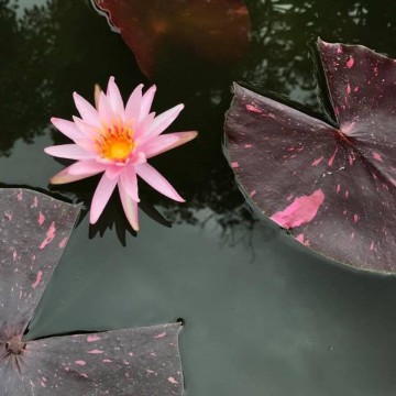 Nymphaea bangkok rainbow nelumbogarden waterlilies matthijs hazeleger water lilies 3.jpg