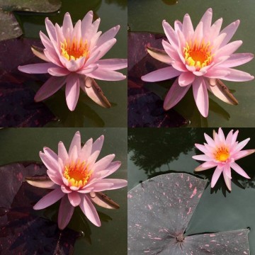 Nymphaea bangkok rainbow nelumbogarden waterlilies matthijs hazeleger water lilies 5.jpg