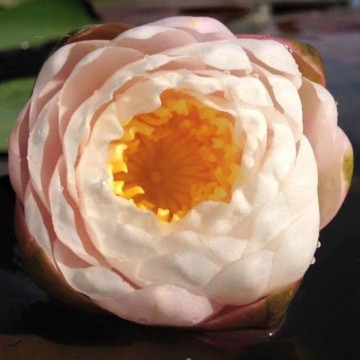 Nymphaea bangkok sakura nelumbogarden waterlelies matthijs hazeleger waterlelies 3