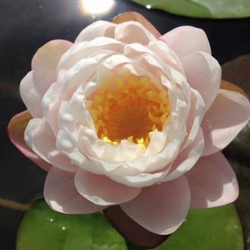 Nymphaea bangkok sakura nelumbogarden waterlelies matthijs hazeleger waterlelies 4