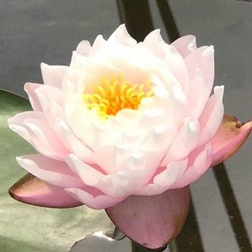 Nymphaea bangkok sakura nelumbogarden waterlelies matthijs hazeleger waterlelies 6