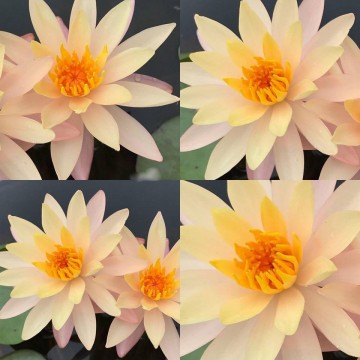 Nymphaea bangkok sunshine nelumbogarden waterlilies matthijs hazeleger water lilies 4.jpg