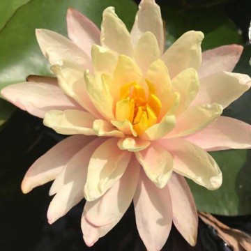 Nymphaea barbara  dobbins nelumbogarden waterlilies 2